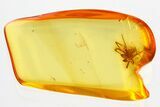 Detailed Fossil Spider (Acrometa) In Baltic Amber #362725-1